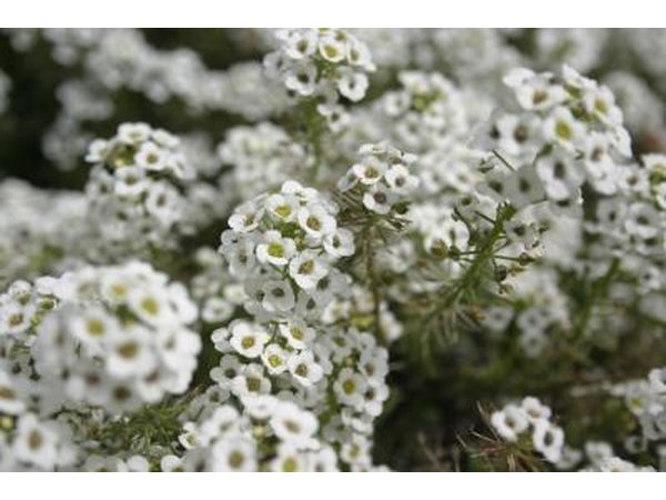 White alyssum flowers accent a pebble garden wonderfully.