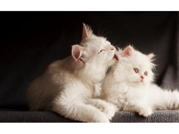 White Persian cats.