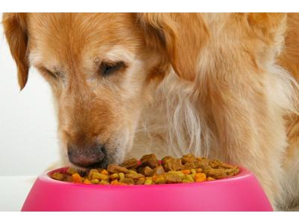 Dog eating dog food from bowl.