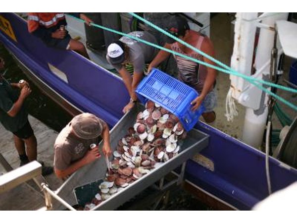 Fishermen with scallops