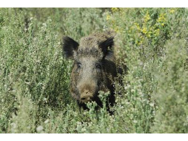 wild boar