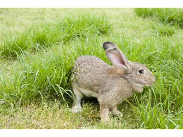 Rabbit.
