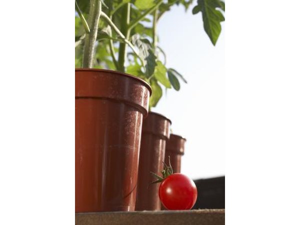 You can grow an entire vegetable garden in pots