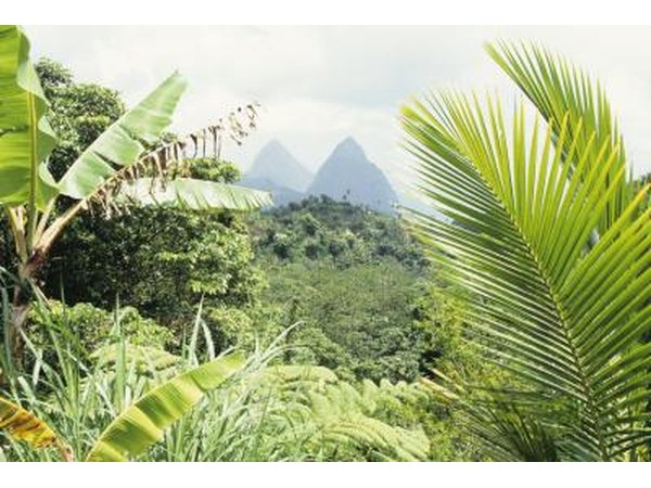 Vegetation in a forest in the Caribbean.