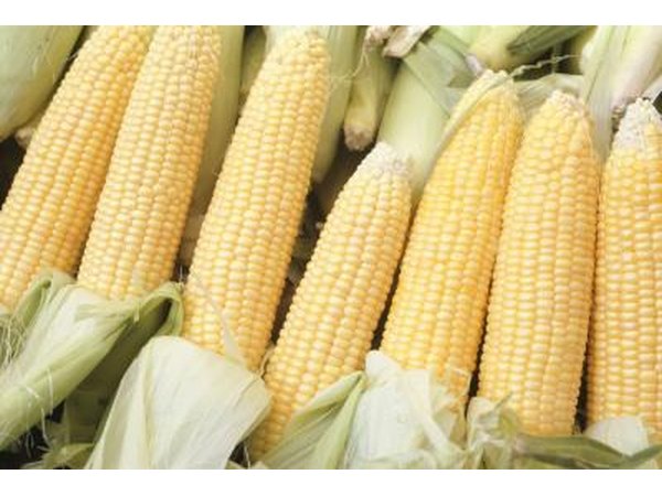 Fresh corn on the cob.