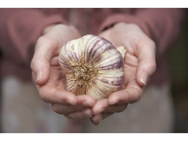 garlic