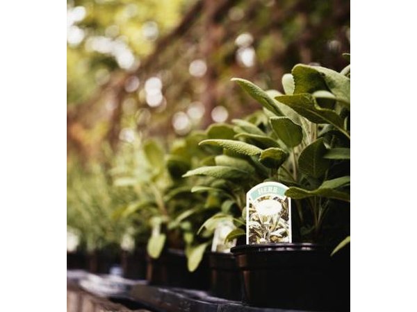 Chia seeds come from a sage plant, Salvia hispanica, that grows in Mexico.