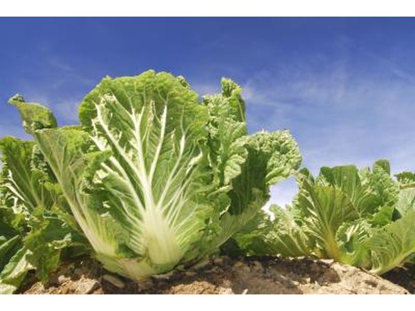 Cabbage needs cool weather to mature.