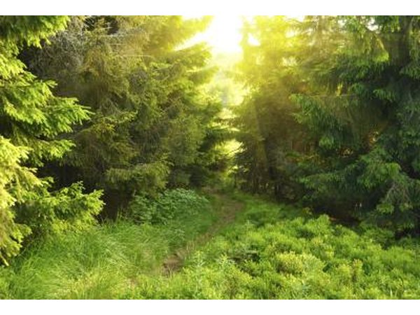 Pine forests were a mark of the end of the Oregon Trail.