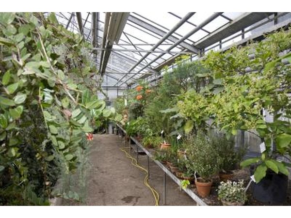 Plants transform light energy into chemical energy during photosynthesis.