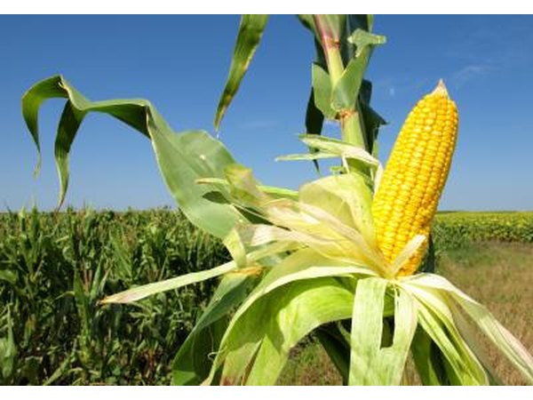 A corn plant is called a stalk.