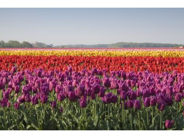 Tulip field