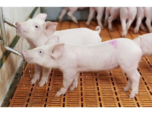 Tylan Powder is used to promote growth and to treat such conditions as respiratory disease and swine dysentery.