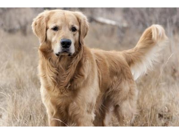 golden retriever in field