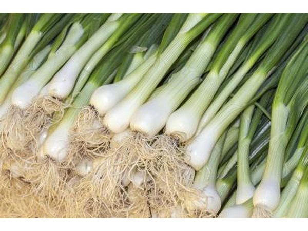 Leaks are mild-mannered members of the onion clan.