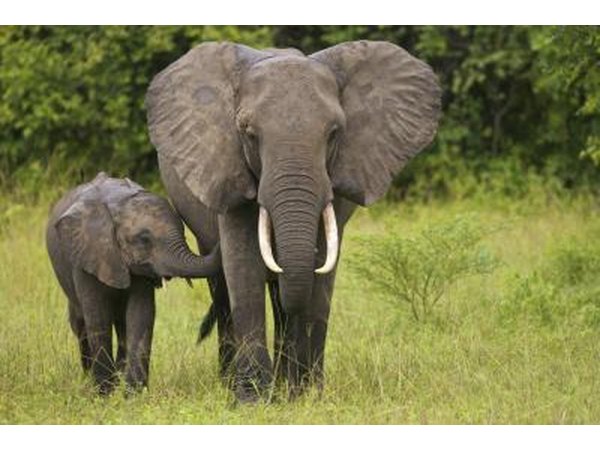 African elephants are hunted for their tusks and meat.