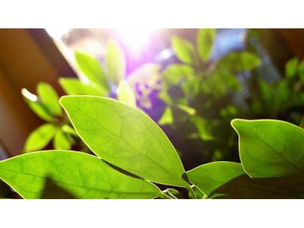 Plants convert glucose into pyruvic acid during glycolisis.