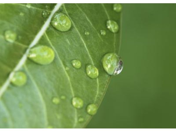 Water drops on a leaf