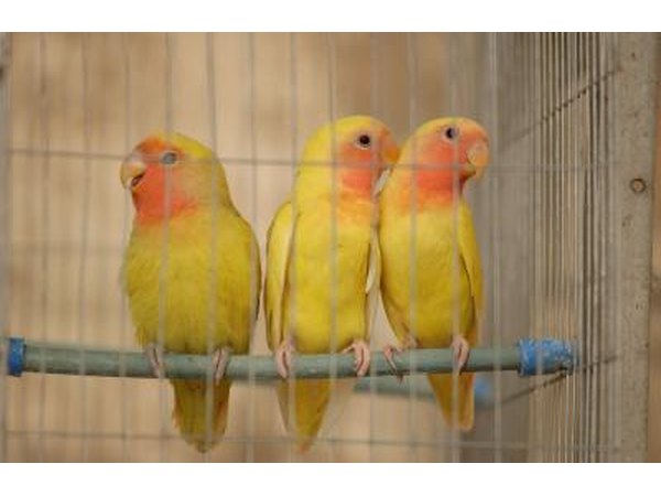 Delta accepts only mammals and birds that are personal pets.