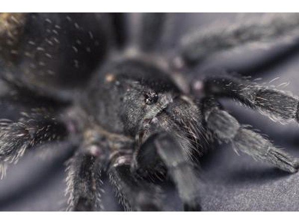 Black Tarantulas
