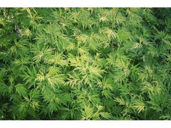 A cannabis plant has a strong and distinctive scent that can help you identify it.