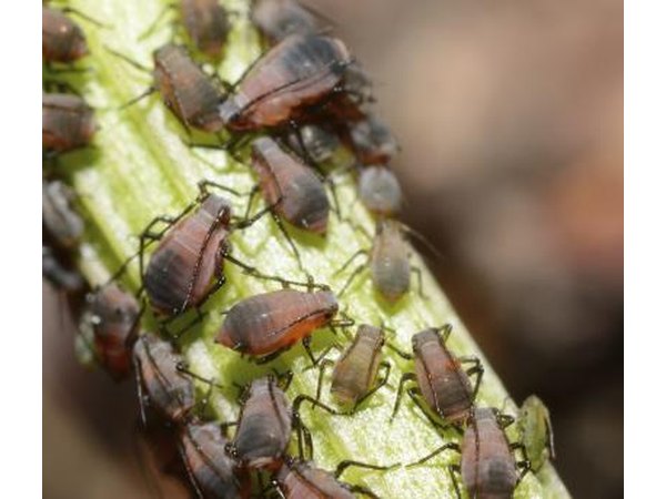 aphids on branch