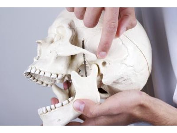 Doctor showing the temporomandibular joint.