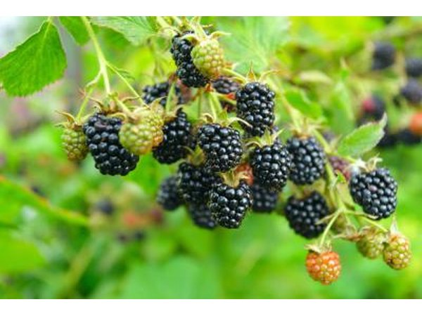 Blackberries.