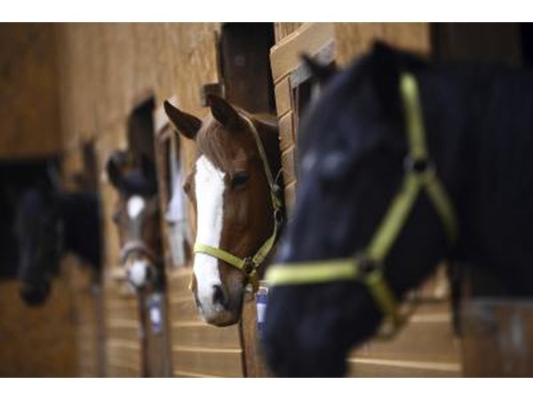 Horses in stable