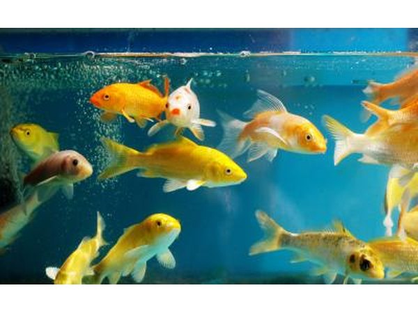 A clean aquarium filled with colorful goldfish.