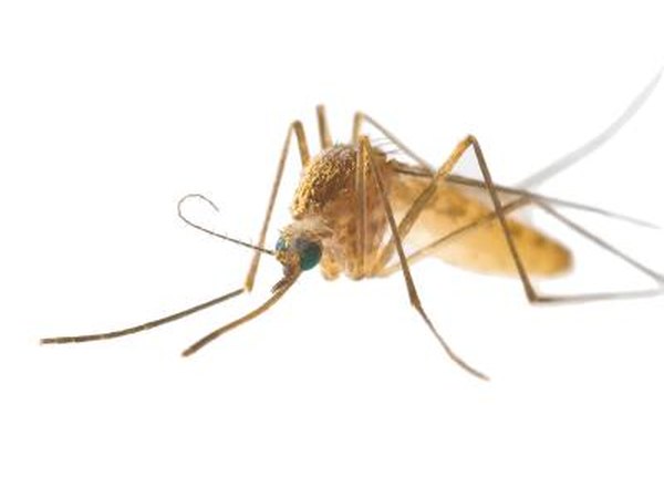 Mosquito.