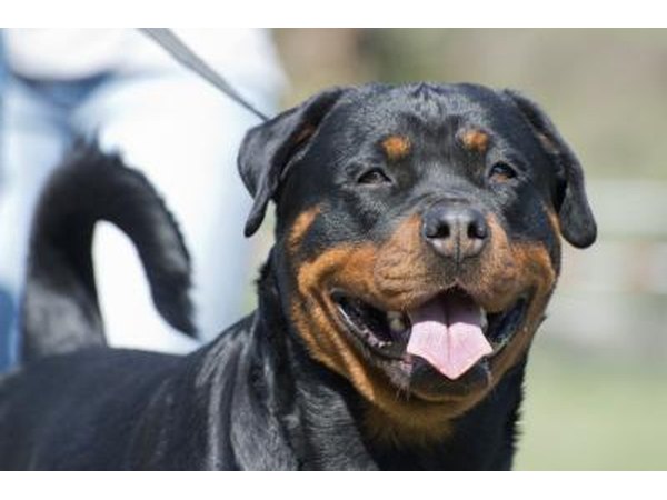 A close-up of a rottweiler.