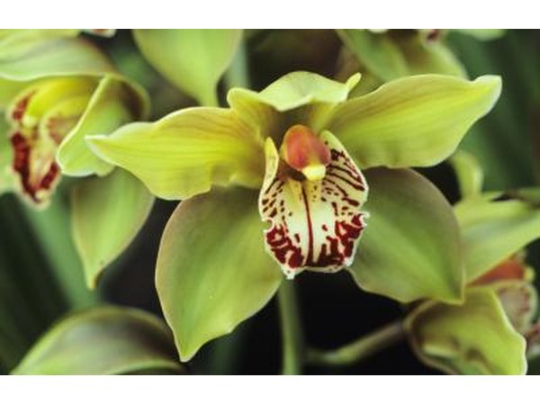 green orchids