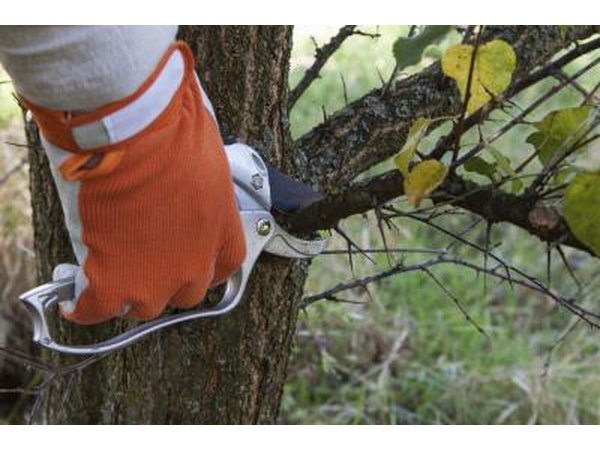 A close-up of a persone with a gloved hand pruning the branches off of a tree.
