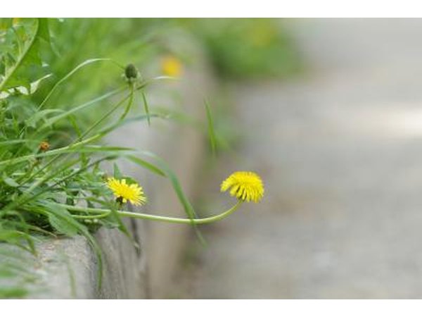 A close-up of a dandelion growing over the edge of a curb.