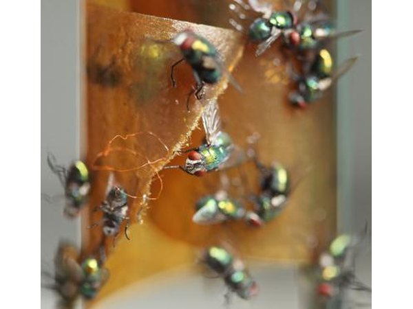 Sticky fly paper.