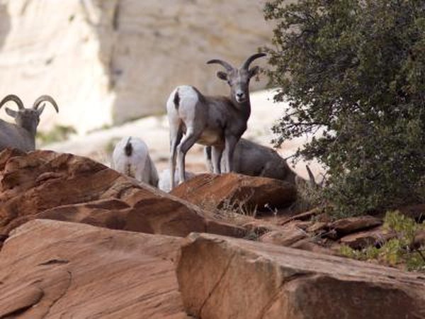 Bighorn sheep benefit from cacti.