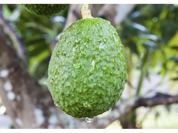 Avacado tree