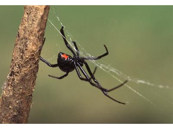 the Black Widow is not aggressive but may bite