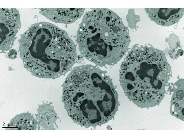electron microscopic image of neutrophils