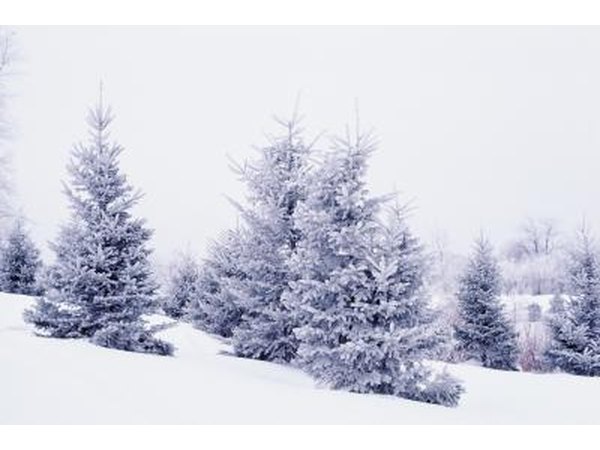 Firs are often distinguished from their spruce cousins by their needles.