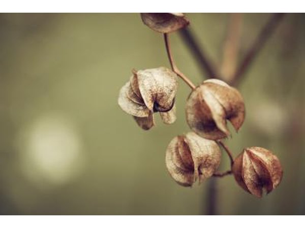 Shoofly plant in Autumn.