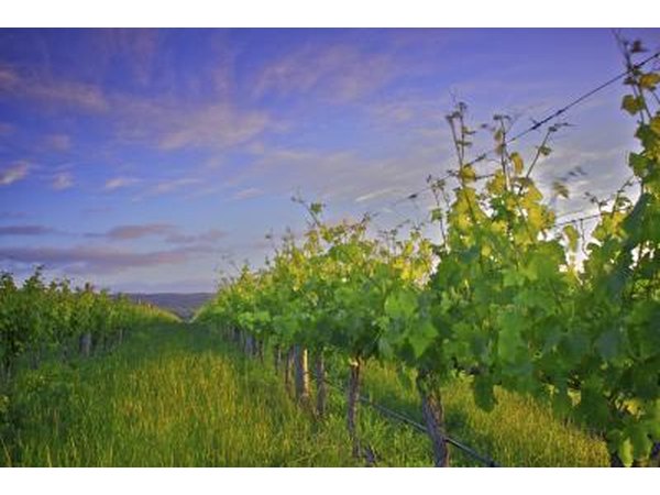 Vineyard in McLaren Vale region, South Australia