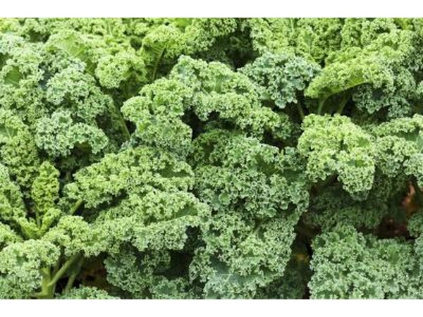 kale plants
