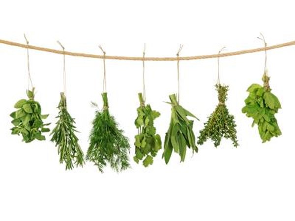 Fresh herbs hanging on a line.