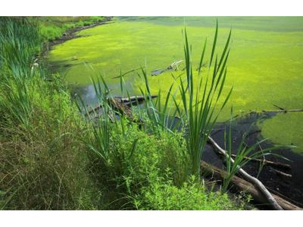 Lake covered in algae