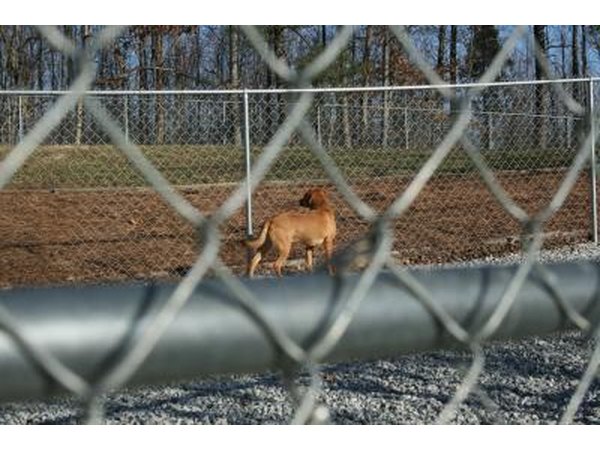 Animal Shelters run out of space and eventually have to put animals down.