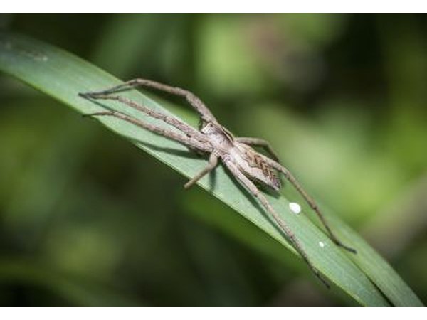 Large wolf spider on grass blade