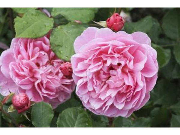 pink Knock Out roses