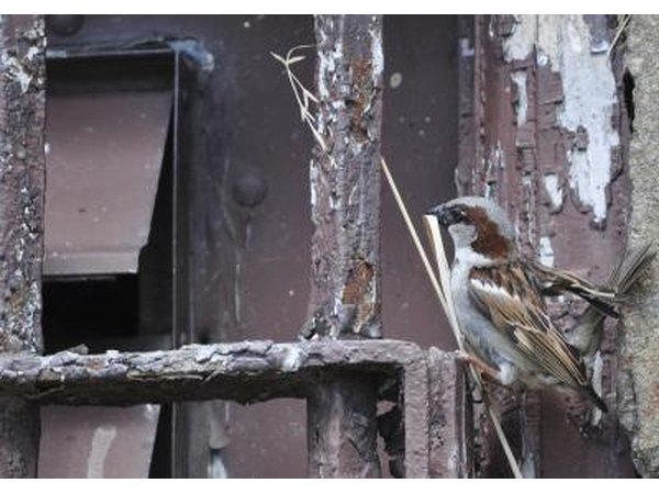 A city sparrow begins to build a nest.
